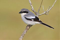 Loggerhead Shrike